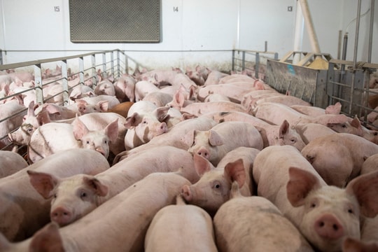 Giá lợn hơi hôm nay 5/12/2024: Tiếp tục tăng rải rác