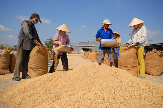 Giá lúa gạo hôm nay 5/12/2024: Gạo xuất khẩu giảm nhẹ