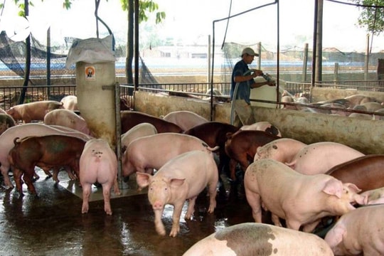 Giá lợn hơi hôm nay 6/12/2024: Tiếp tục đà tăng giá