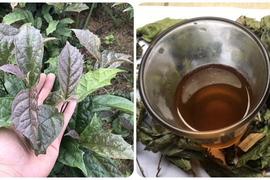 Những người không được uống nước xạ đen