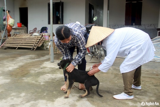 Tăng cường phòng chống bệnh Dại