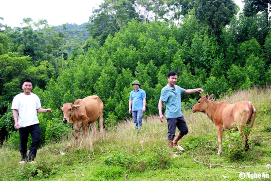 Huyện Quế Phong nỗ lực giảm nghèo
