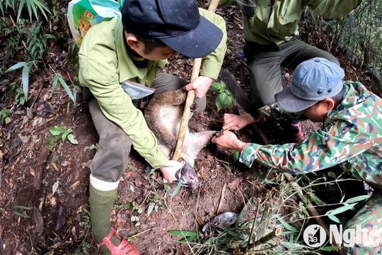 Phó Chủ tịch UBND tỉnh Nghệ An Nguyễn Văn Đệ giao 7 nhiệm vụ cho Vườn Quốc gia Pù Mát