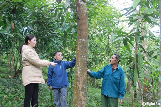 Huyện Quế Phong hy vọng xóa nghèo từ cây quế