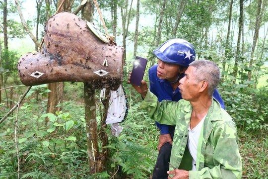 Người dân ở Nghệ An vào mùa săn ong mật giống