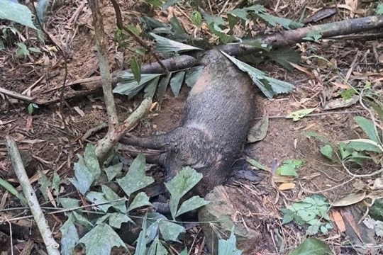 Tìm nguyên nhân hàng chục cá thể lợn rừng chết dọc khe, suối trong Vườn Quốc gia Pù Mát