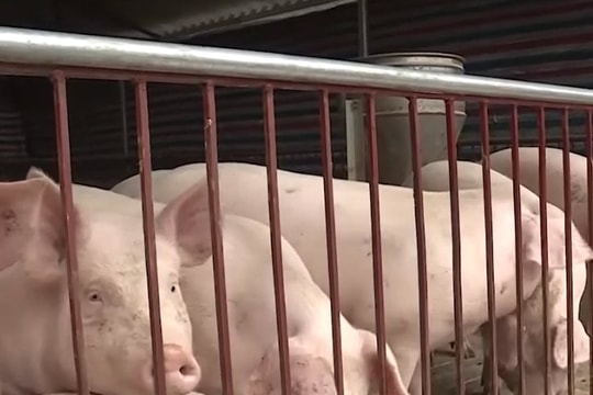 Giá lợn hơi hôm nay 13/12/2024: Miền Nam tăng giá, miền Bắc và miền Trung đứng giá