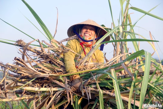 Nhiều công việc ở Nghệ An thiếu lao động thời vụ dịp cuối năm