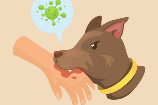 [Infographic] Cục Y tế dự phòng khuyến cáo 5 biện pháp phòng bệnh dại