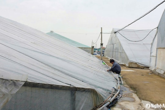 Nông dân Nghệ An chủ động chống rét cho tôm, cá