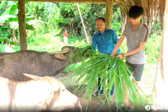 Nông dân vùng cao chế biến thức ăn chống giá rét, ngăn dịch bệnh cho trâu bò