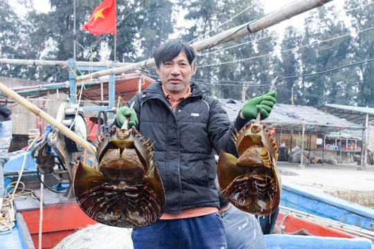 Một tàu cá của ngư dân Nghệ An trúng đậm sam biển, thu về nửa tỷ đồng