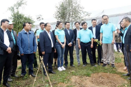 Triển vọng mô hình trồng rừng cải thiện sinh kế ở huyện rẻo cao Nghệ An