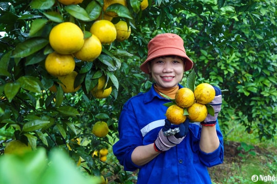 Ấn tượng Cam tươi FVF: Dòng cam đặc sản từ Tập đoàn TH