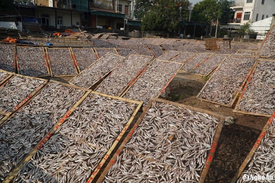 Làng biển Nghệ An rộn ràng vào mùa chế biến cá cơm