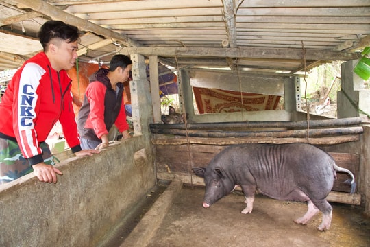 Huyện vùng biên Nghệ An tạm ngừng cấp phát con giống để tránh giá rét, dịch bệnh