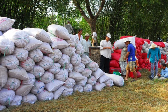 Giá lúa gạo hôm nay 18/12/2024: Giá gạo tăng nhẹ, giá lúa tươi có xu hướng giảm