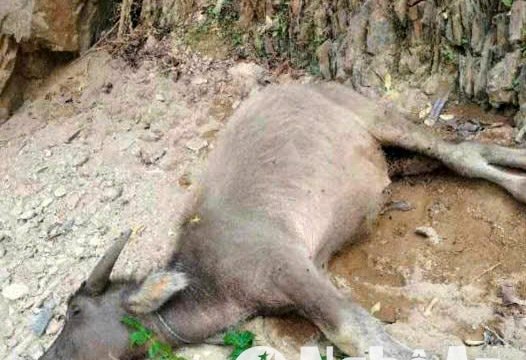 15 con trâu, bò ở huyện rẻo cao Kỳ Sơn bị chết do rét