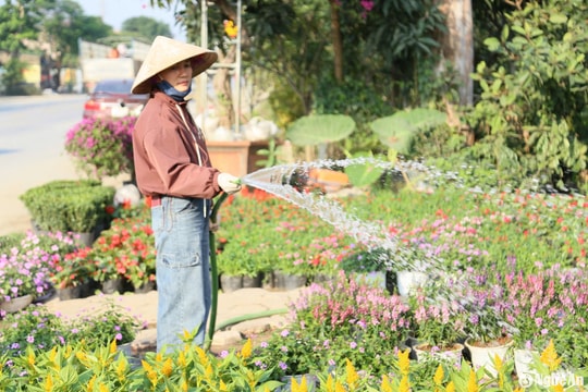 Các nhà vườn Nghệ An tất bật chuẩn bị hoa Tết