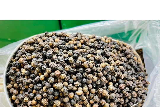 Giá tiêu hôm nay 20/12/2024: Giảm nhẹ ở vùng Đông Nam Bộ