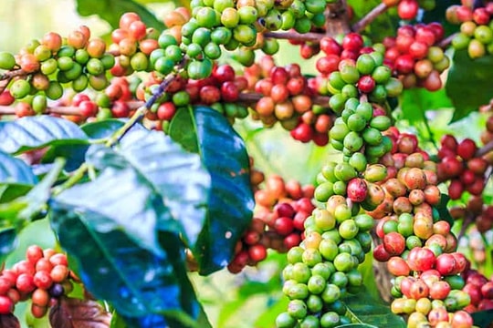 Giá cà phê hôm nay 20/12/2024: Giảm nhẹ 200 đồng, Nghị viện EU đồng ý hoãn EUDR