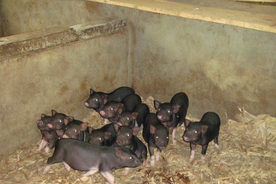 Giá lợn hơi hôm nay 20/12/2024: Ghi nhận đà tăng giá