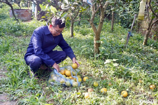 Nhiều gốc 'cam tiến vua' ở Nghệ An rụng quả hàng loạt, chưa rõ nguyên nhân