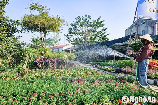 Mặt bằng kinh doanh hoa cây cảnh Tết ở Nghệ An tăng giá, khó thuê