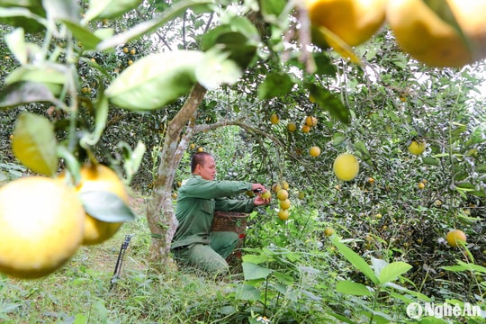 Nông dân huyện Tương Dương biến đất đồi thành vườn cam, bưởi trĩu quả