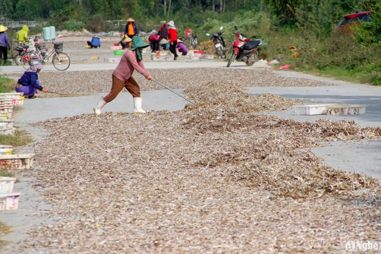 Tiềm ẩn nguy cơ mất vệ sinh an toàn thực phẩm khi chế biến cá cơm ở thị xã Hoàng Mai