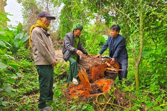 Vụ đốn hạ hàng loạt cây cổ thụ ở Anh Sơn: Tập trung kiểm tra, xử lý vi phạm