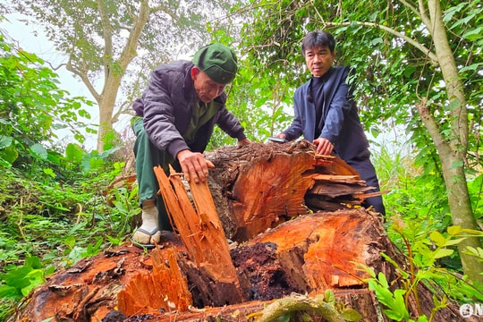 Hàng loạt cây cổ thụ phòng hộ bờ sông Lam ở huyện Anh Sơn bị đốn hạ không thương tiếc