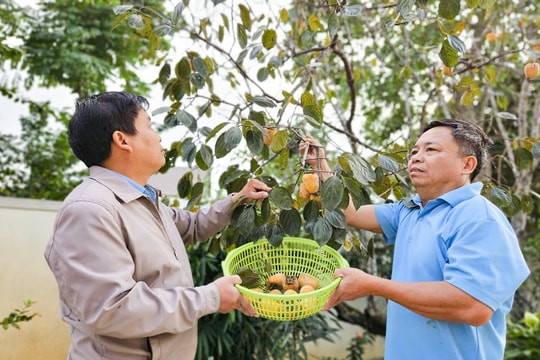 Phục tráng giống hồng không hạt, giòn ngọt nức tiếng ở thành Vinh