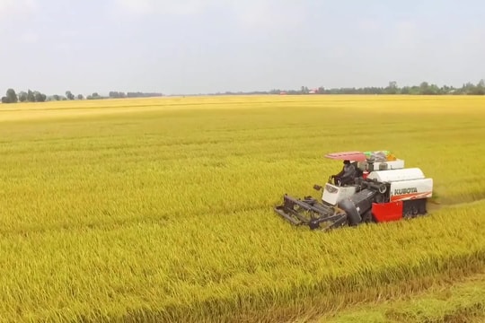 Giá lúa gạo ngày 24/12: Ghi nhận mức tăng nhẹ