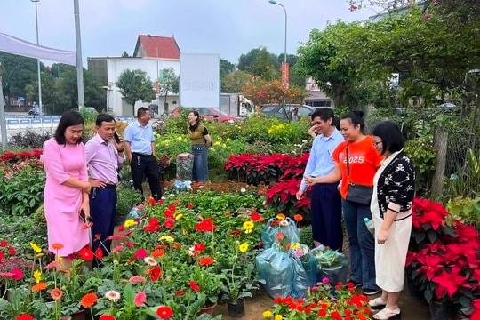 Người kinh doanh hoa Tết tại Nghệ An đối mặt với nhiều cái khó