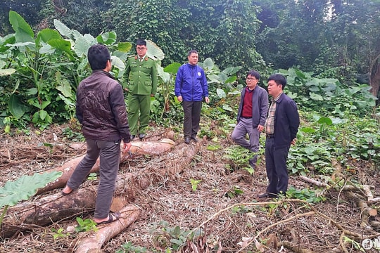 Công an vào cuộc điều tra vụ chặt cây trái phép trên bãi bồi sông Lam ở Anh Sơn