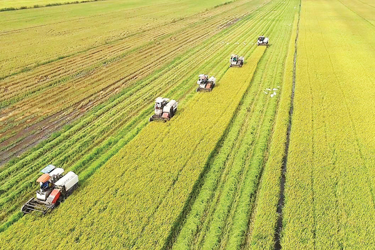 Giá lúa gạo hôm nay 25/12: Giá gạo xuất khẩu giảm mạnh