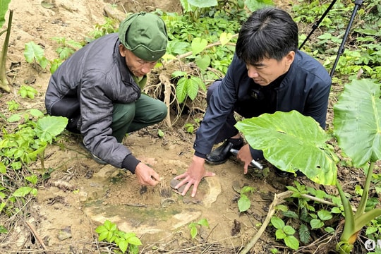 UBND huyện Anh Sơn thông tin kết quả xử lý vụ việc 'Hàng loạt cây cổ thụ phòng hộ bờ sông Lam ở huyện Anh Sơn bị đốn hạ không thương tiếc'