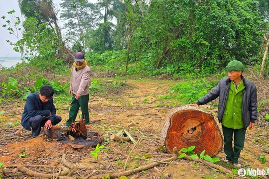 Cần làm rõ trách nhiệm của xã Vĩnh Sơn trong vụ cây cổ thụ ven sông Lam bị chặt phá