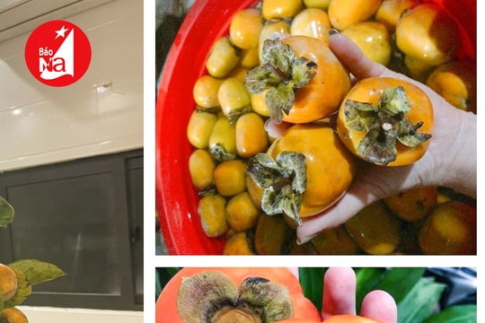 'Hồi sinh' đặc sản hồng không hạt Nghi Ân, Nghi Đức.