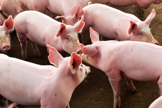 Giá lợn hơi hôm nay 26/12/2024: Miền Bắc quay đầu giảm nhẹ