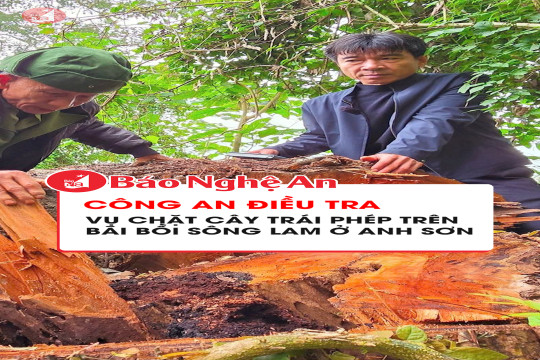 Công an điều tra vụ chặt cây trái phép trên bãi bồi sông Lam ở Anh Sơn