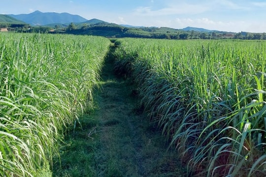 Công ty cổ phần Mía đường Sông Con hỗ trợ nông dân vay vốn trồng mía