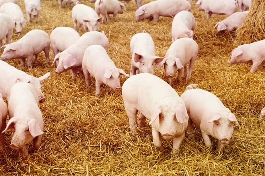 Giá lợn hơi giảm tại miền Bắc ngày 27/12/2024