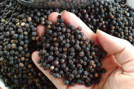 Giá tiêu hôm nay 29/12/2024: Giá tiêu Gia Lai đi lên, hiện đang bị giới đầu cơ đẩy giá