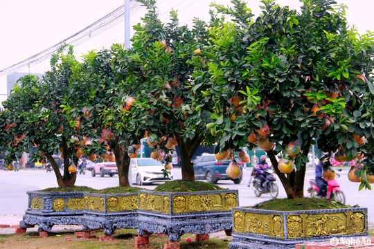 Cây cảnh chơi Tết bắt đầu đổ về thành Vinh