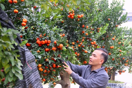 Thời tiết Nghệ An ngày 30/12: Trời hửng nắng, rét về đêm và sáng