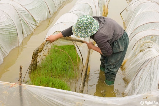 Nông dân Nghệ An 'vượt rét' chuẩn bị sản xuất vụ Xuân 2025