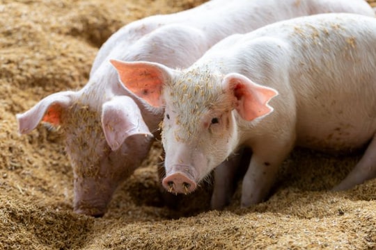 Giá lợn hơi hôm nay 30/12: Xu hướng tăng nhẹ cuối năm