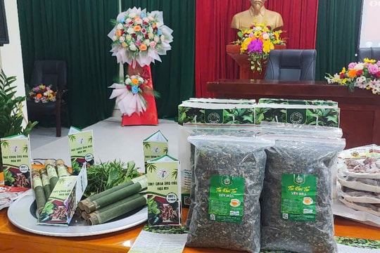 Tương Dương có sản phẩm OCOP đầu tiên từ trồng dược liệu dưới tán rừng